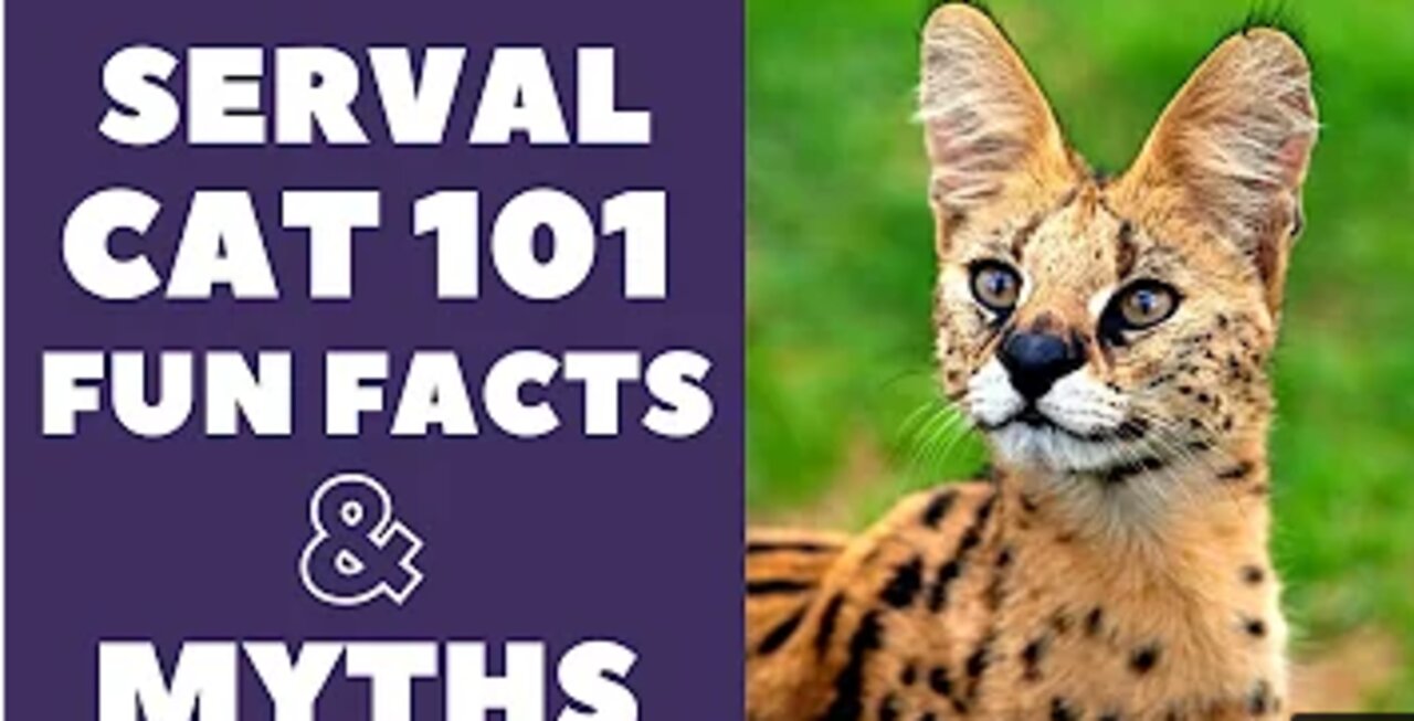 Serval Cats 101 : Fun Facts & Myths