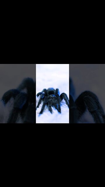 My Belover Monster Tarantula &Me