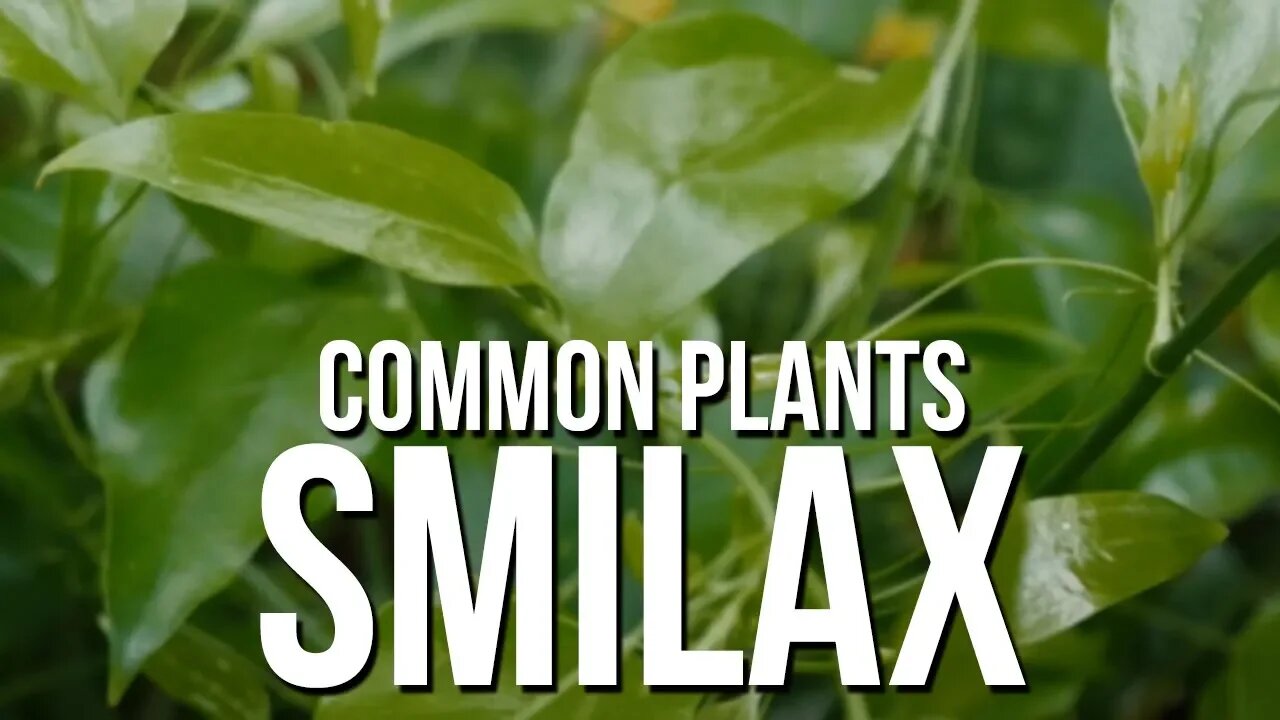 Common Plants: Smilax (Bullbrier or Greenbrier)