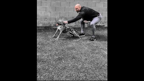 APBT ALPHA Performance *10yrs Not Skipping A Beat