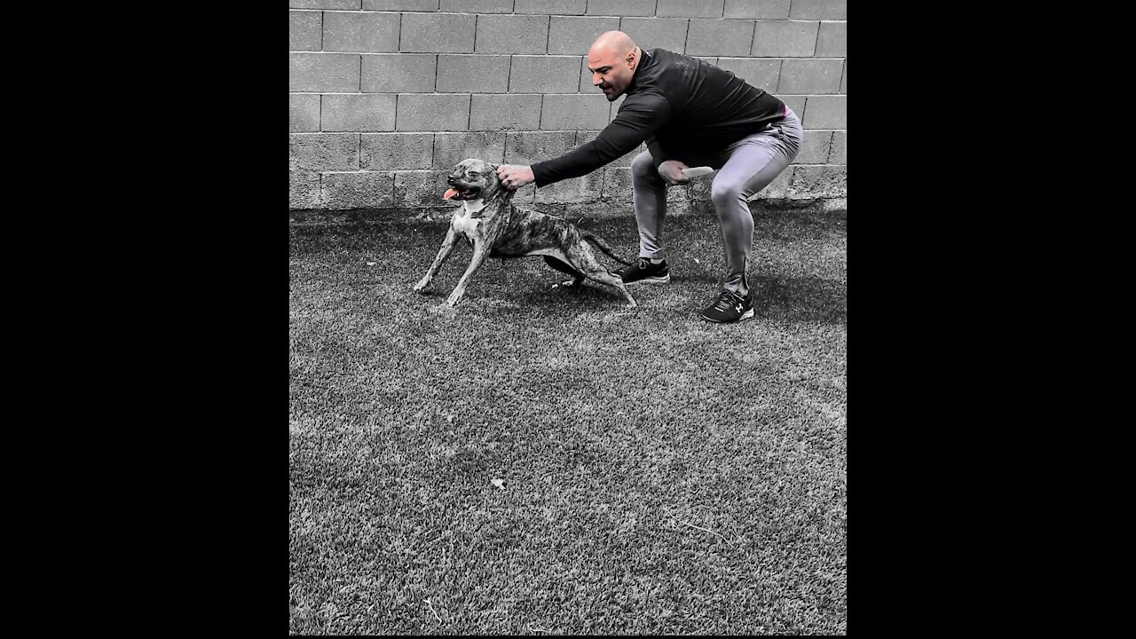 APBT ALPHA Performance *10yrs Not Skipping A Beat