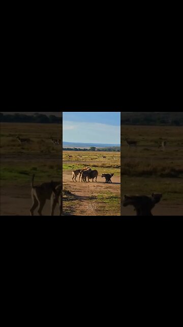 Hyena Interactions #shorts