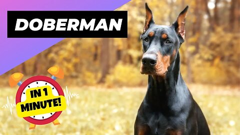Doberman - In 1 Minute! 🐶 One Of The Most Intelligent Dog Breeds In The World | 1 Minute Animals