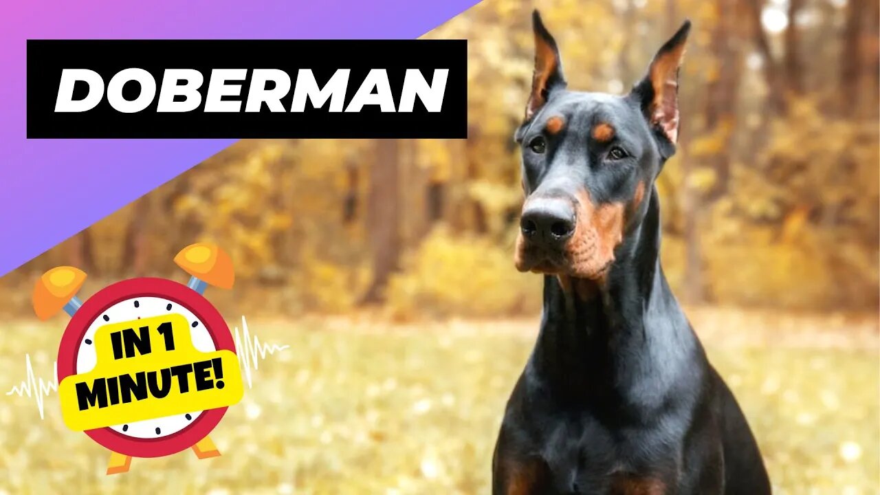 Doberman - In 1 Minute! 🐶 One Of The Most Intelligent Dog Breeds In The World | 1 Minute Animals