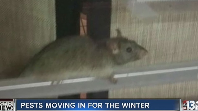 Colder weather means rodents and critters move into your home