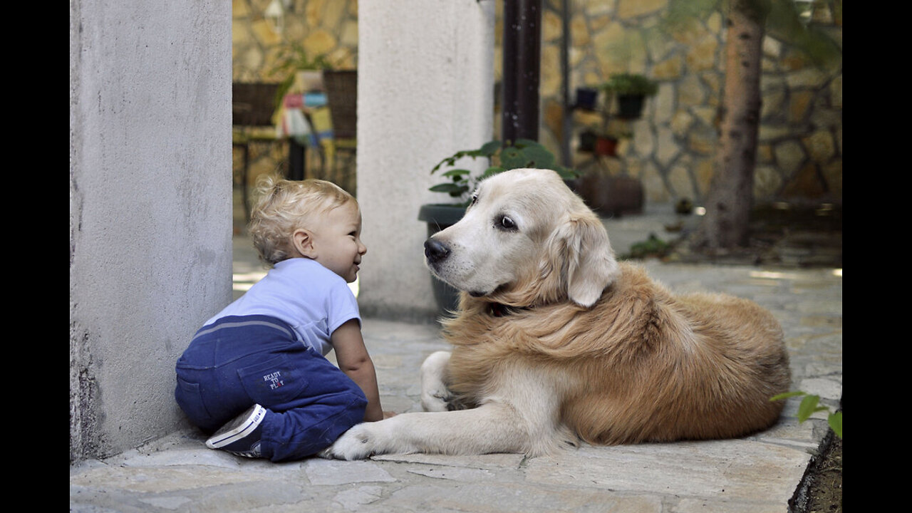 Cute babies playing with dogs compilation