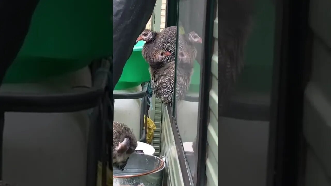 Jerry, Kramer, Elaine and George visit