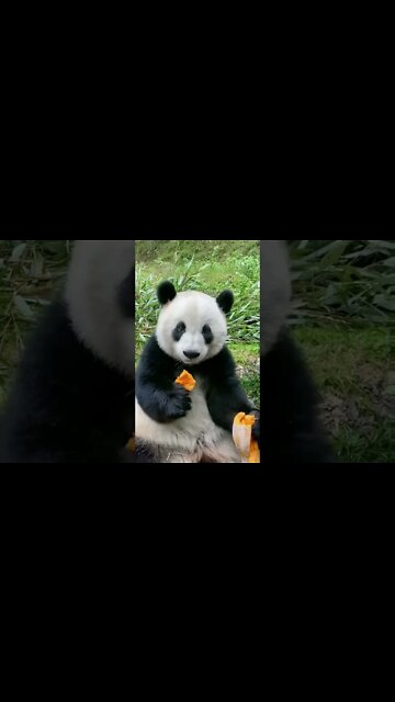 Not my usual diet of bamboo #pandas #nature #shorts | #PANDA #SHORT