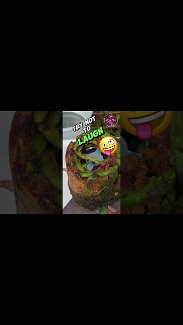 🙆🏼‍♀️🫣It's A ROCK! 🪨 No! Its a LOLLIPOP! 🍭 A Sphagnum Moss LOLLIPOP 🤪 #ninjaorchids #orchids