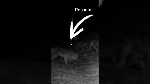 Possum vs Coyotes #shorts