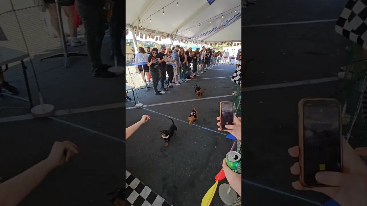 Weiner dog racing (INSANE SPEED) #shorts #funnyshorts