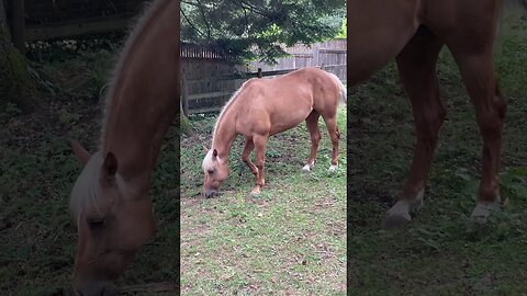 Just Horsing Around #horse #eating #shorts