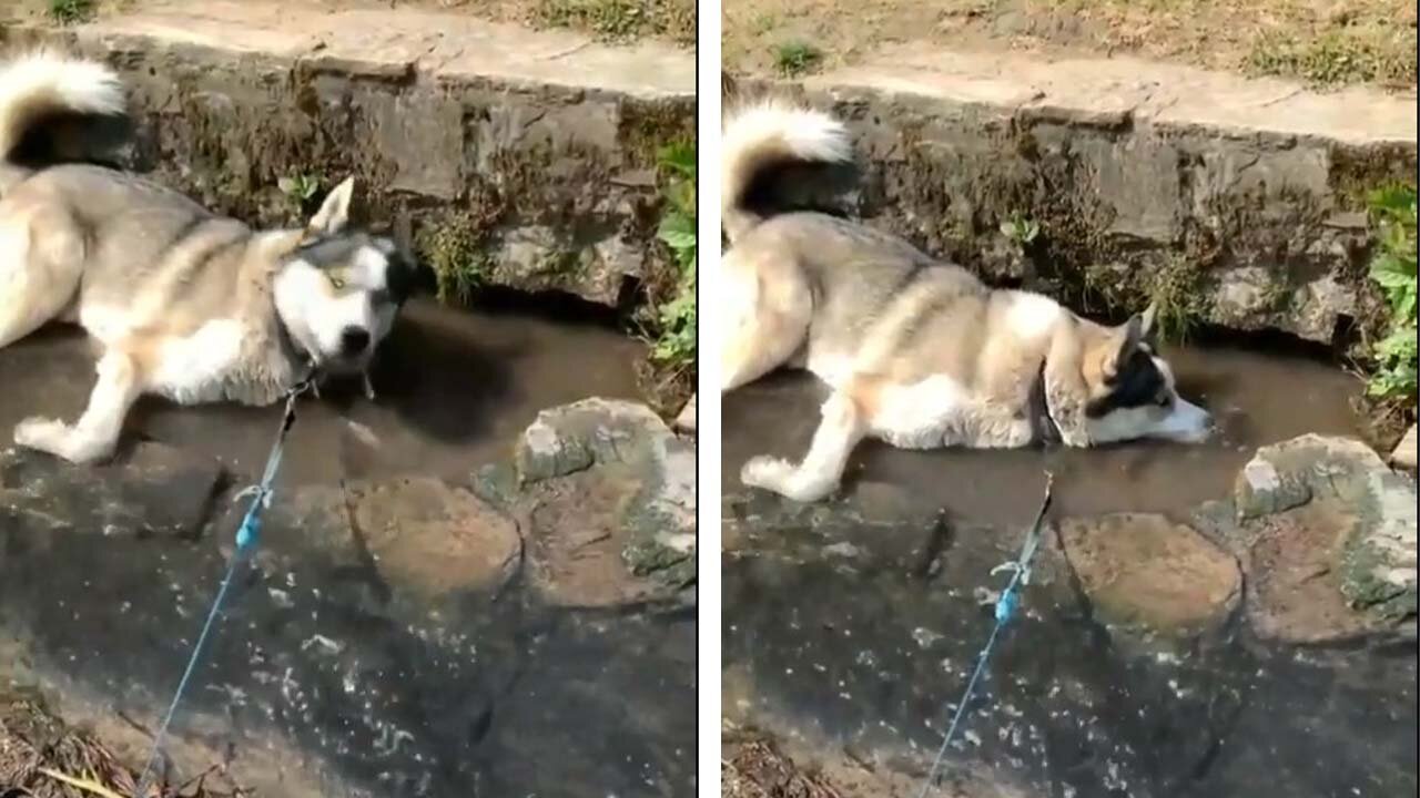 Stubborn husky acts like a fish