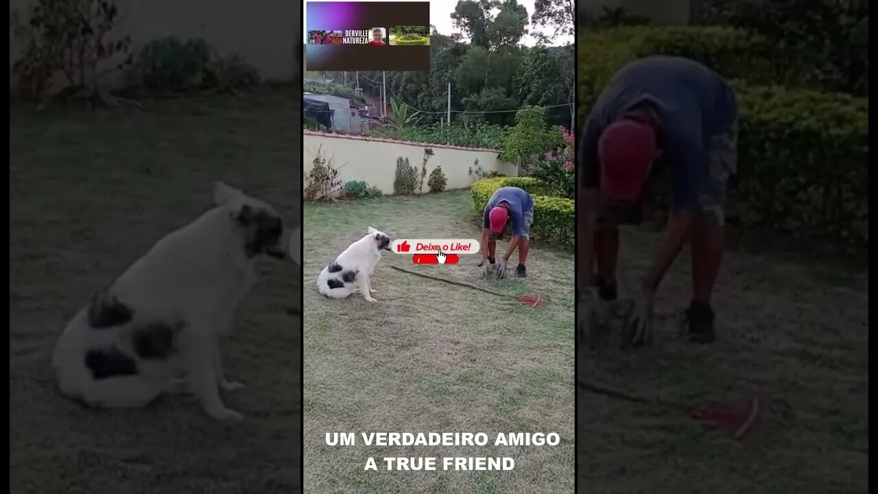SEMPRE AO MEU LADO - - A TRUE FRIEND, ALWAYS BY MY SIDE - - #shorts