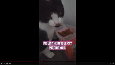 Rescue cat Pigs out on a Mega Tub 🤣🤣 #shorts #cats #piggy #love #kitten