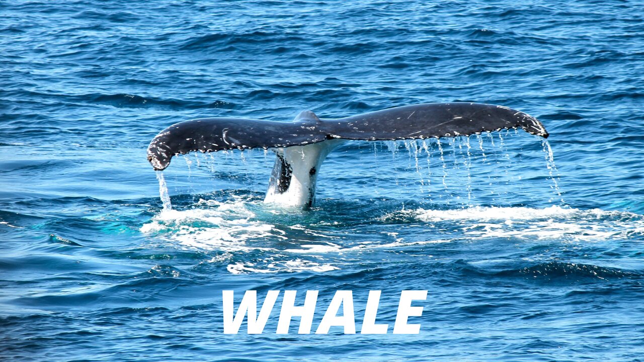 CURIOSITIES ABOUT WHALES