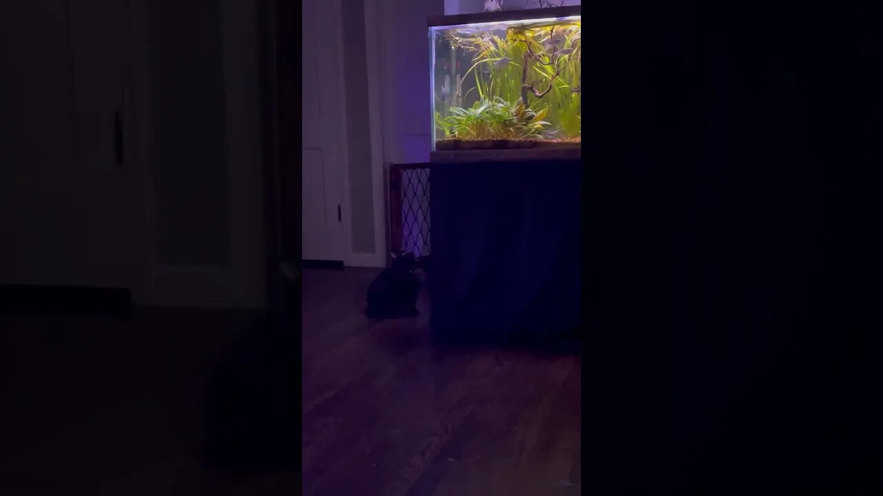 This is Nightshade having some fun