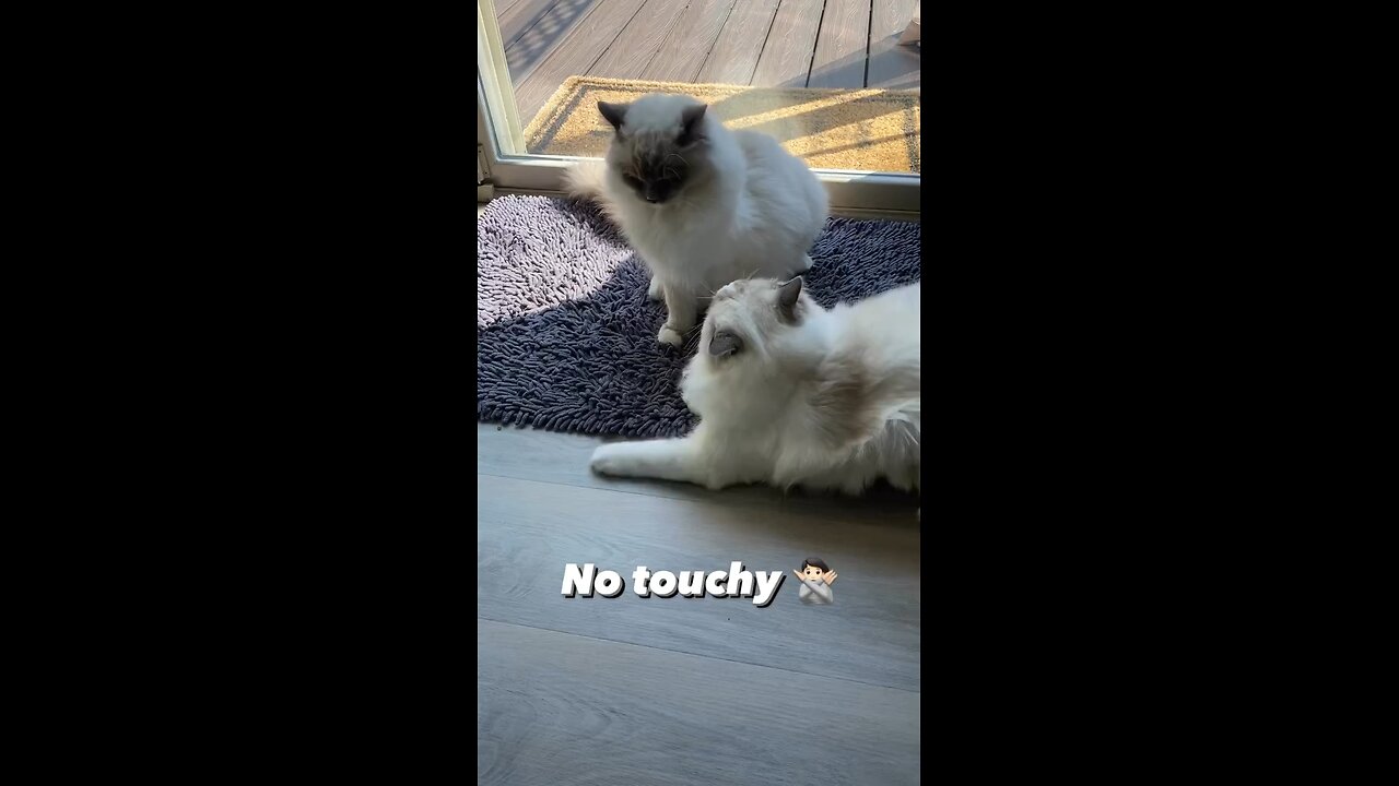 Cat Fight 😂🤣