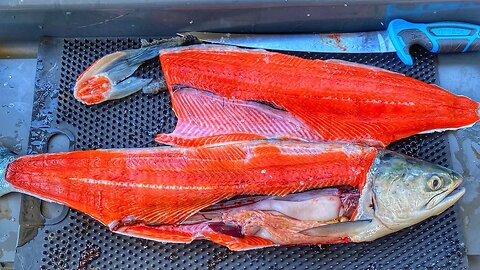 LIVE Cleaning, Filleting, & Storing Your Catch!