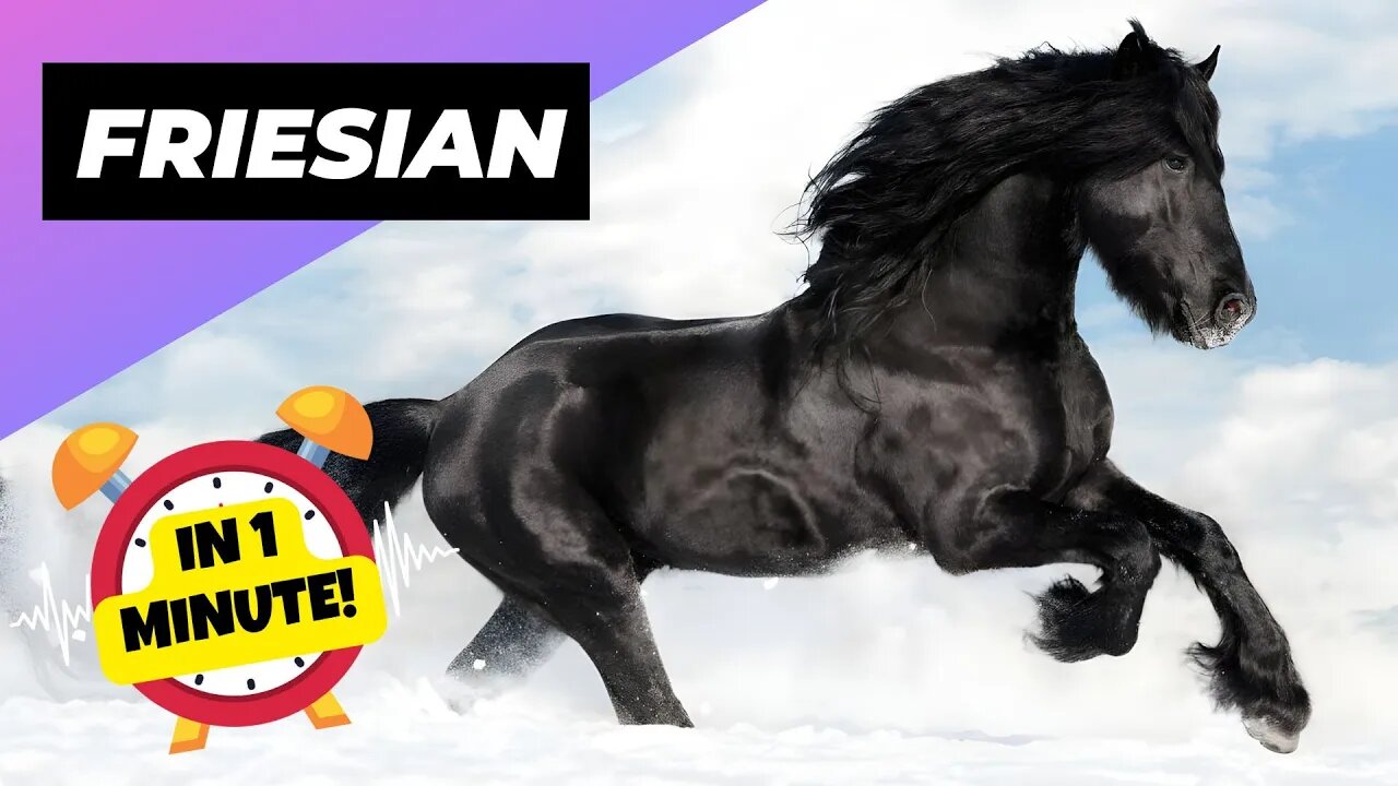 Friesian Horse - In 1 Minute! 🐴 One Of The Most Beautiful Horses In The World | 1 Minute Animals