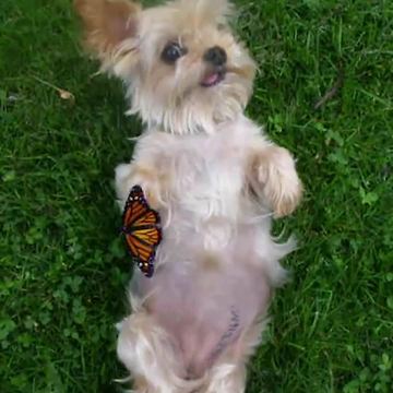 "An Unlikely Friendship Between A Dog And A Butterfly"