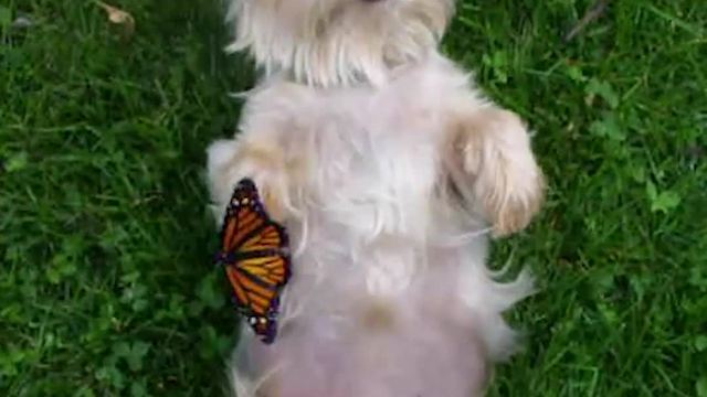 "An Unlikely Friendship Between A Dog And A Butterfly"