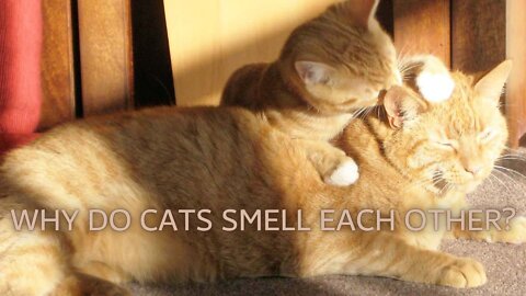 Funny look for this cat Why do cats smell each other?