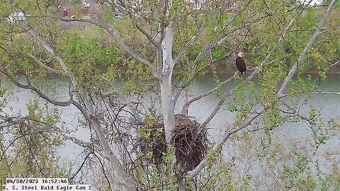 USS Bald Eagle Cam 2 4-3-23 @ 16:52:55 - Hop tracks moms take off.