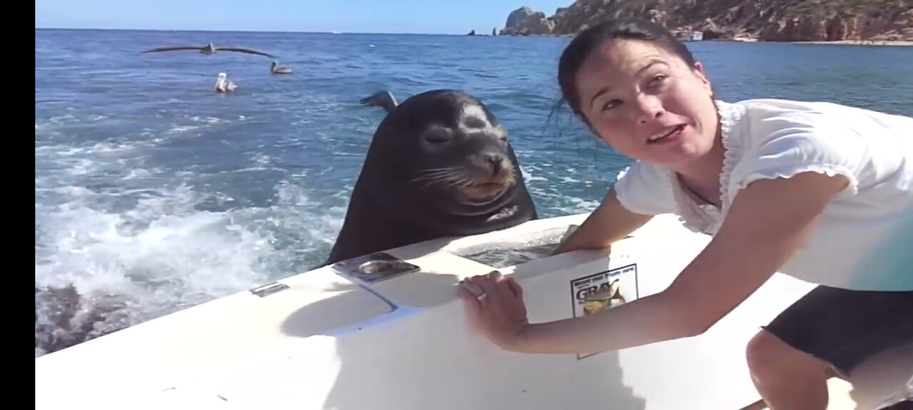 Feeding the sea lions