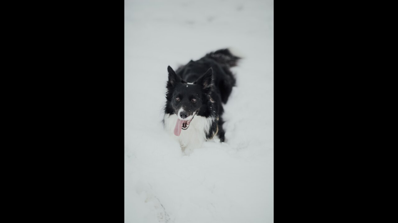 Crazy dogs will make you LAUGH 🐶 🐶 🐶