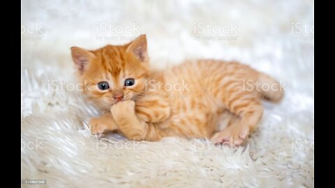 Cute baby cat