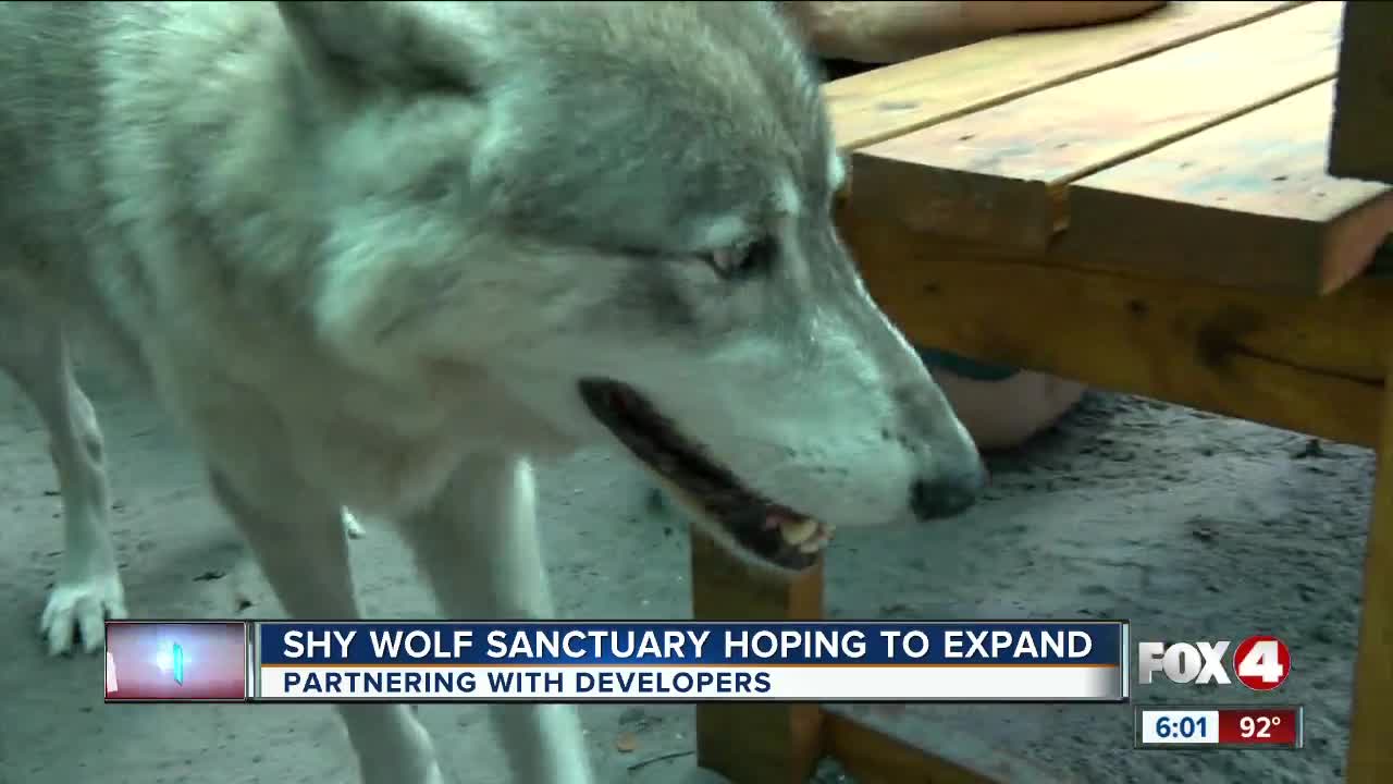 Shy Wolf Sanctuary partners with developer in bid for more land