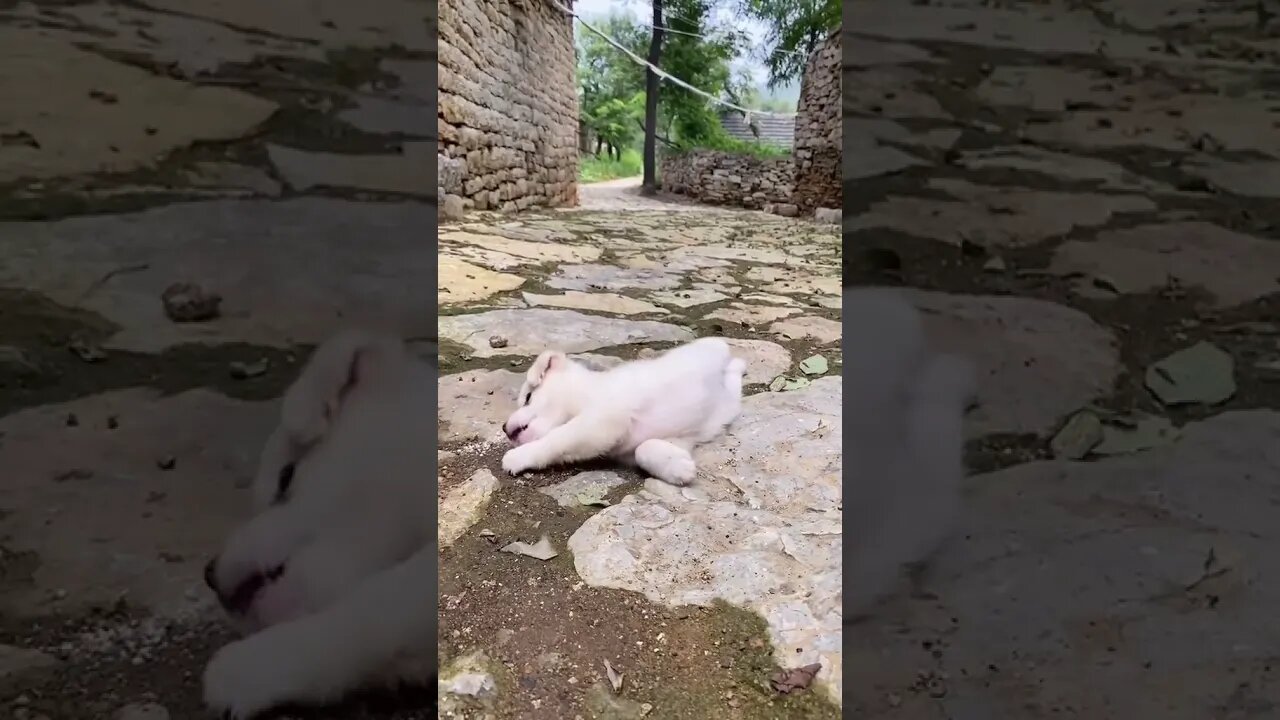 cutest puppy playing this will make you smile #shorts