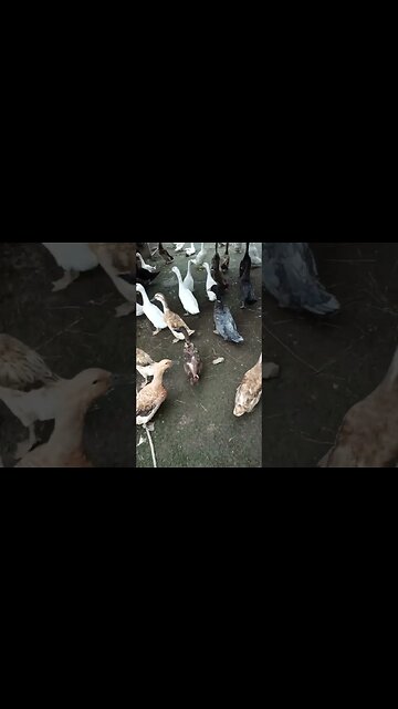 Good morning ducks 7th March 2023