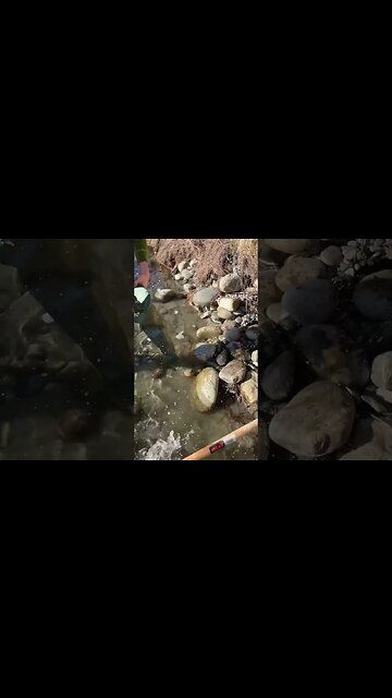 Gold panning in rich ground!