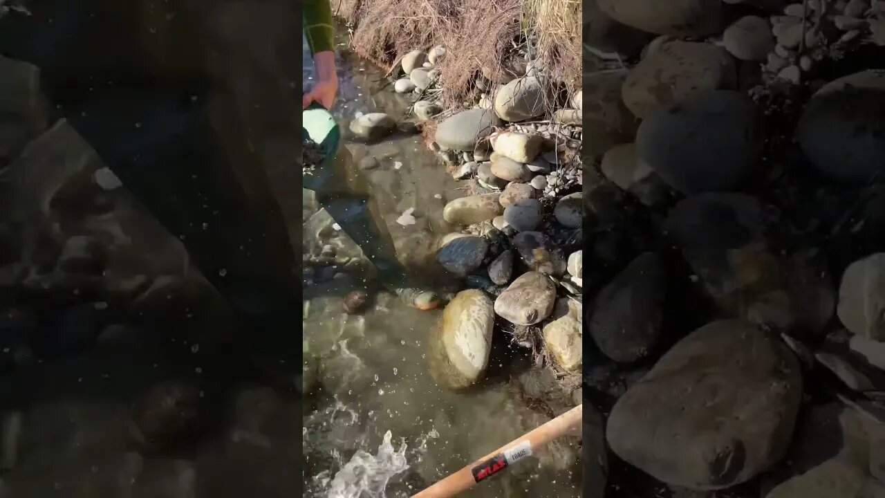 Gold panning in rich ground!