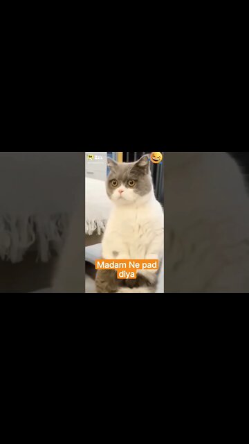 madam Ne Pad Diya, cute cat, cute dog, cute baby