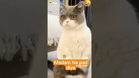 madam Ne Pad Diya, cute cat, cute dog, cute baby