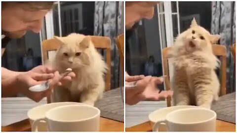 Cat Viral Amazing Video
