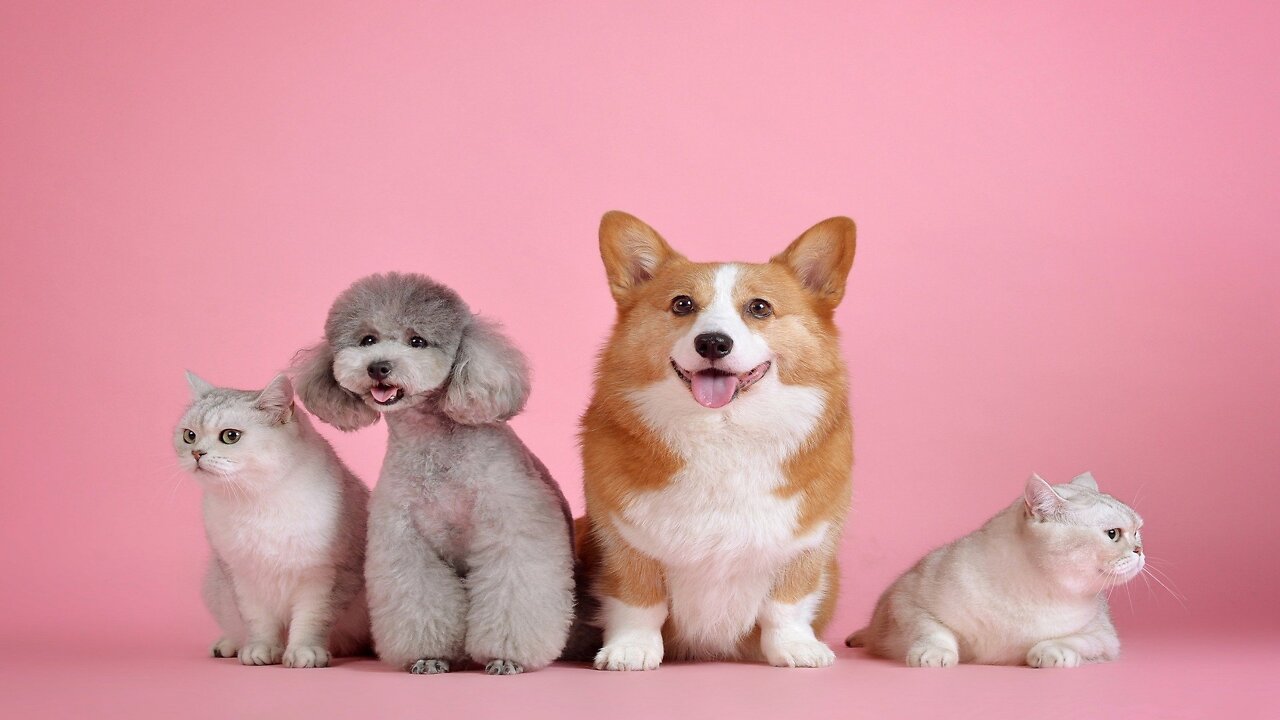 Omg! So Cute Pets ♥ Cute Baby Animals & Funny Pets Video Compilation