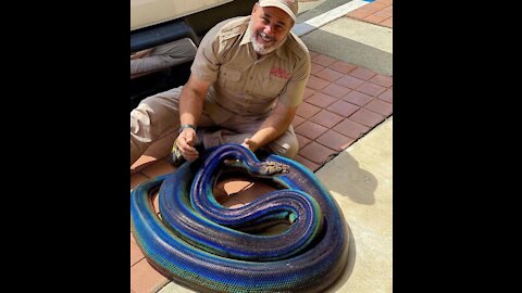 How snakes prey