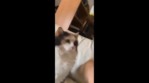 Funny Cats 😹 - Don't Try To Stop Laughing 🤣 - Funniest Cats Ever