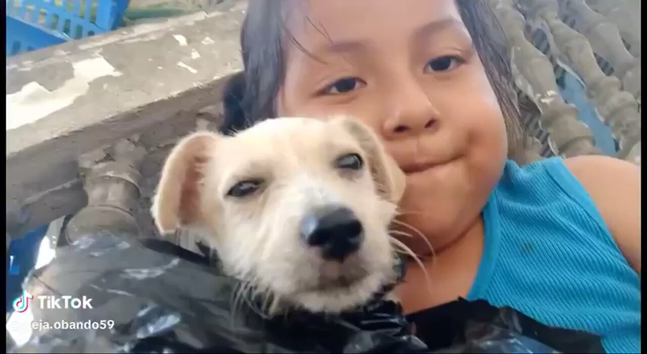 Perrito gracioso