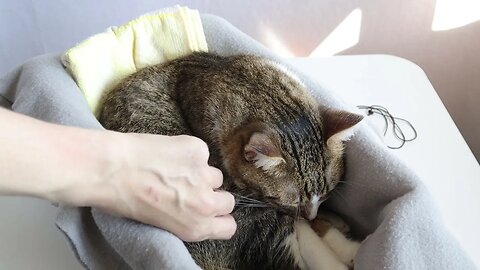 How Does the Cat Fit into a Narrow Box