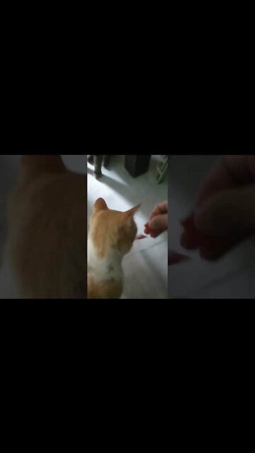 Our Cats love Pizza 🍕