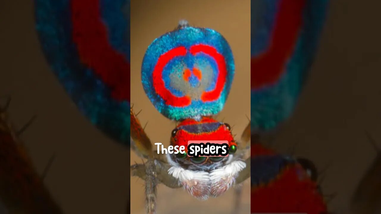 Mesmerizing Dance And Brilliant Colors of the Peacock Spider