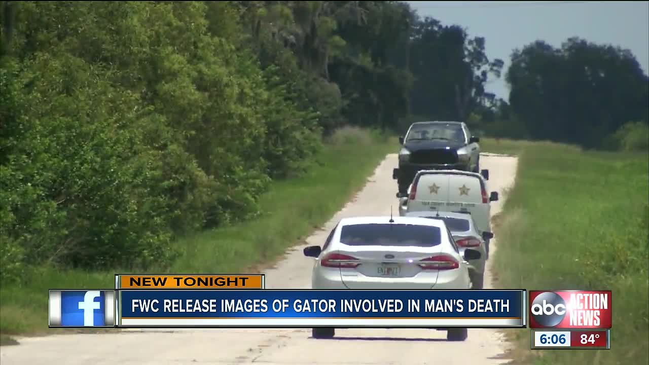 Deputies: Florida man's hand, foot found in alligator's stomach after apparent drowning