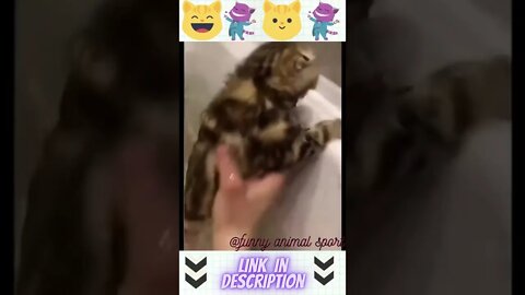 funny animal cat