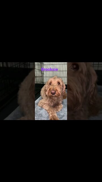 [Shorts 0117] BROOKSIE [#dogs #doggos #doggies #puppies #dogdaycare]
