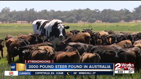 3,000 pound steer found in Australia